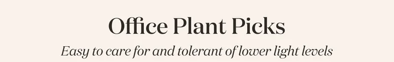 Our office plant picks that are easy to care for and tolerant of lower light levels.