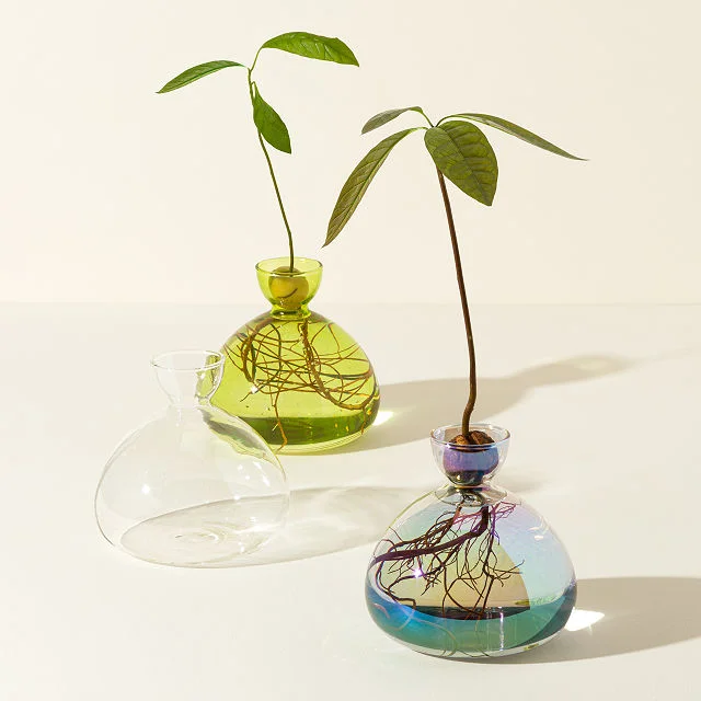 Avocado Vase