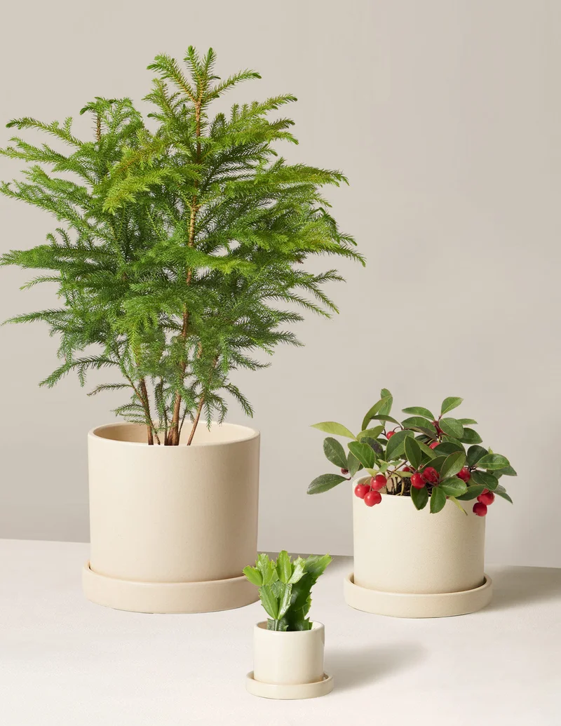 Image of Holiday Trio