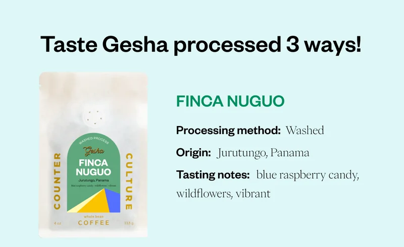 Last chance The Gesha Trio is back! Taste the Trio. This three-pack invites you to explore the celebrated Gesha variety through the art of processing. First collected from Ethiopian forests in the 1930s, Gesha seedlings were soon distributed to research stationsaround the world for classisfication and breeding. It gain4ed iconic status in 2004 when a uniquely floral selection set record auction prices at the Best of Panama competition. This marked the variety's entrance into the specifialty coffee patheon and sparked a surge of cultivation across Central and South America