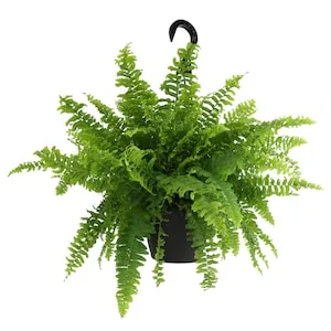25% Off Select House Plants & Succulents