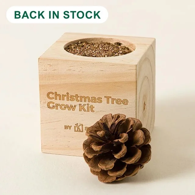 Mini Christmas Tree Grow Kit