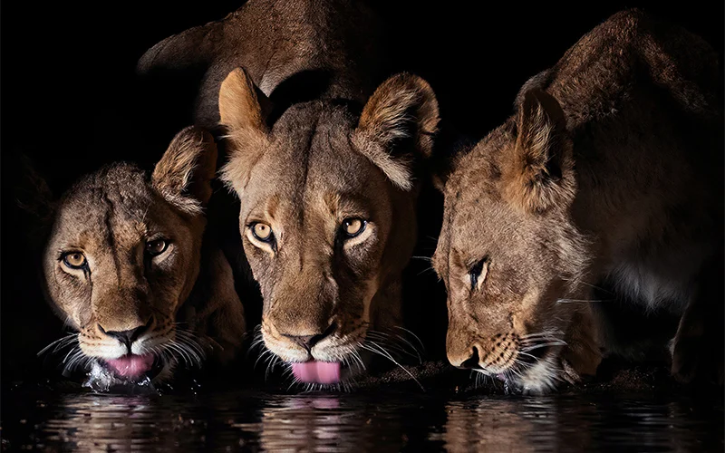 Night-time safaris offer a unique perspective on often familiar yet elusive wildlife encounters.