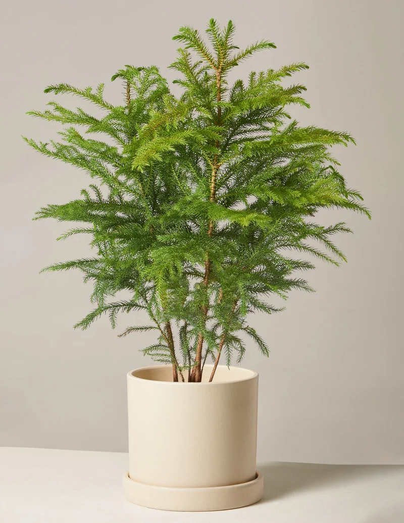 Image of Norfolk Island Pine