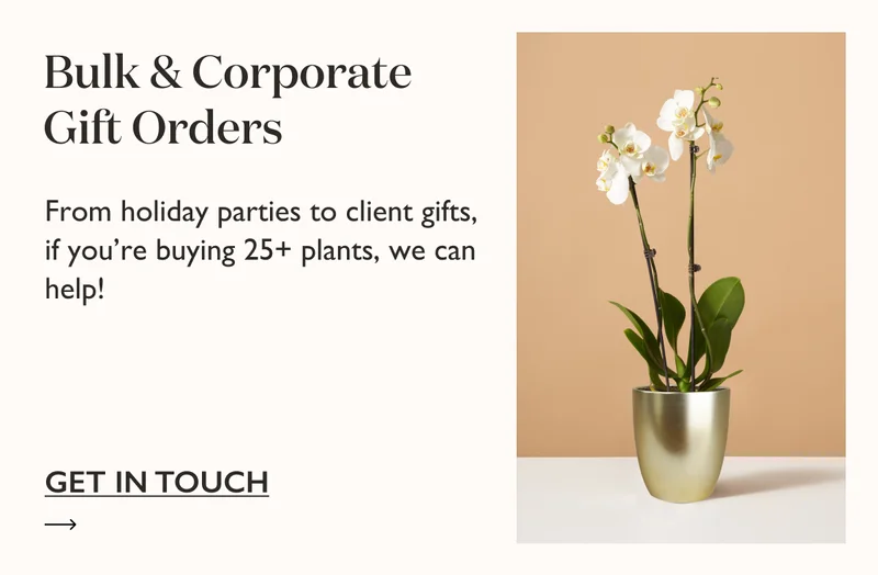 From holiday parties to client gifts, if you're buying 25+ plant gifts, we can help! Get in touch to place your order or learn more.