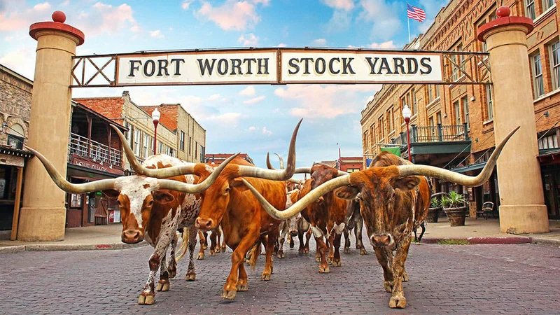 Image description: Cattle at the Fort Worth Stock Yards, Texas.