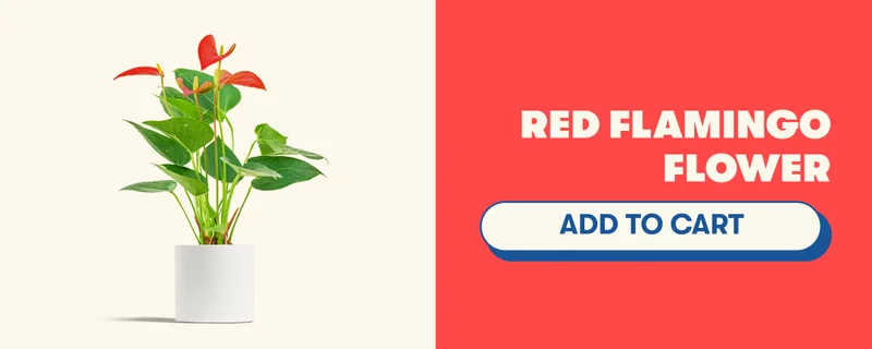 Red Flamingo Flower