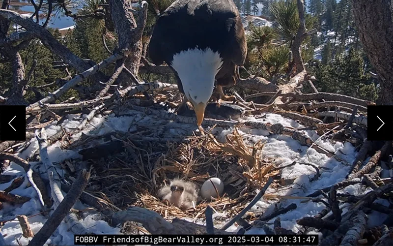 Jackie leans down to feed new chicks that arrived on Monday and Tuesday.
