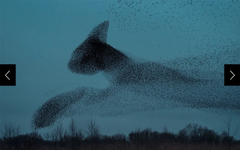 Alt text: Is this a cat in the sky? No, it is coordinated, shifting movements of hundreds if not thousands of starlings, a centuries-old mystery that science is exploring.