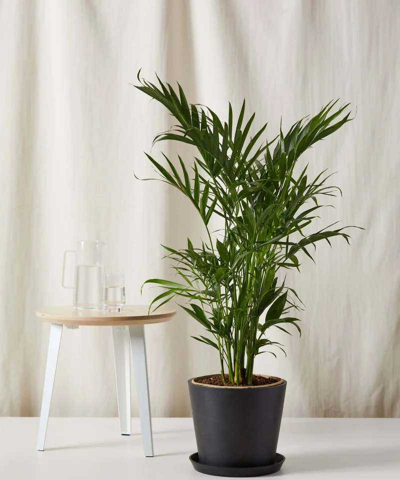 Image of Cat Palm