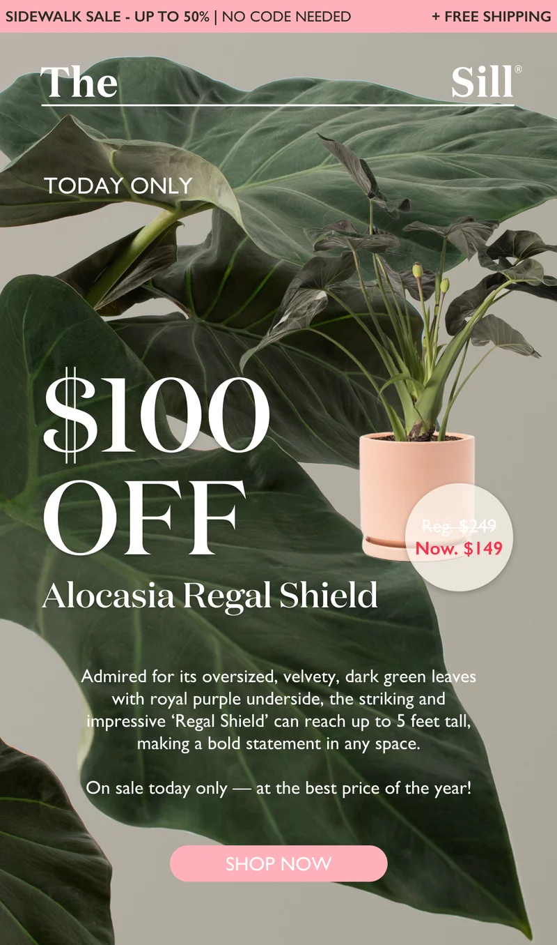 TODAY ONLY: Up to $100 off Alocasia Regal Shield