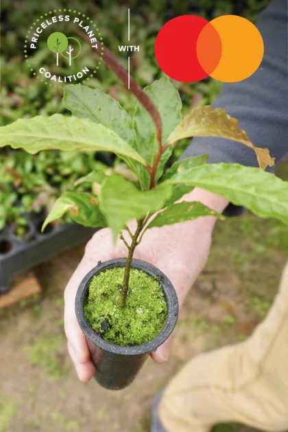 Plant