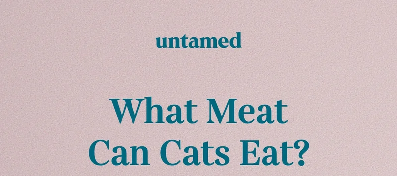 What meat can cats eat?