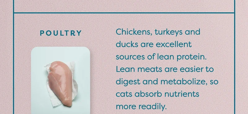 Poultry