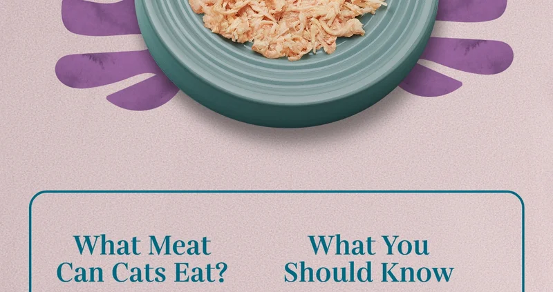 What meats can cats eat?