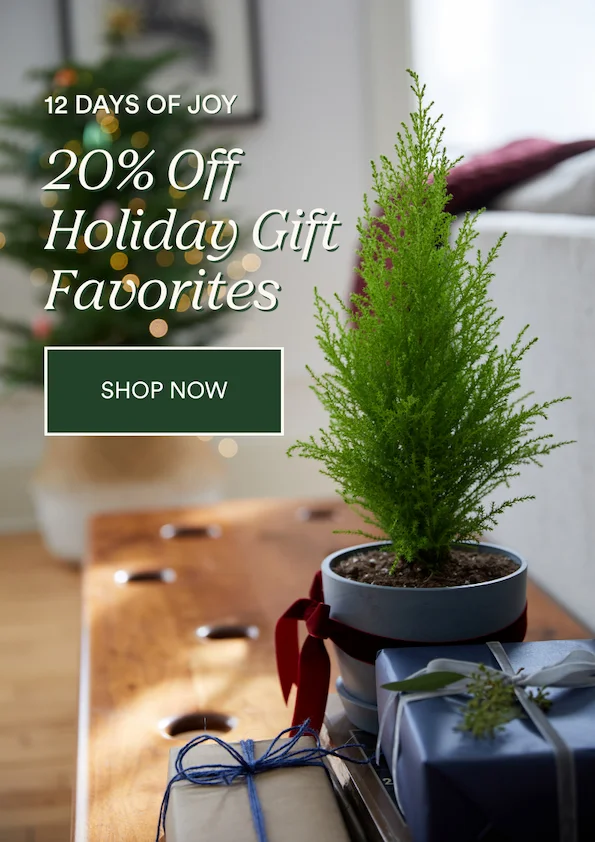 holiday plants