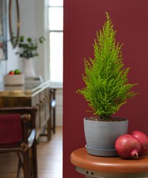 Image of Mini Lemon Cypress