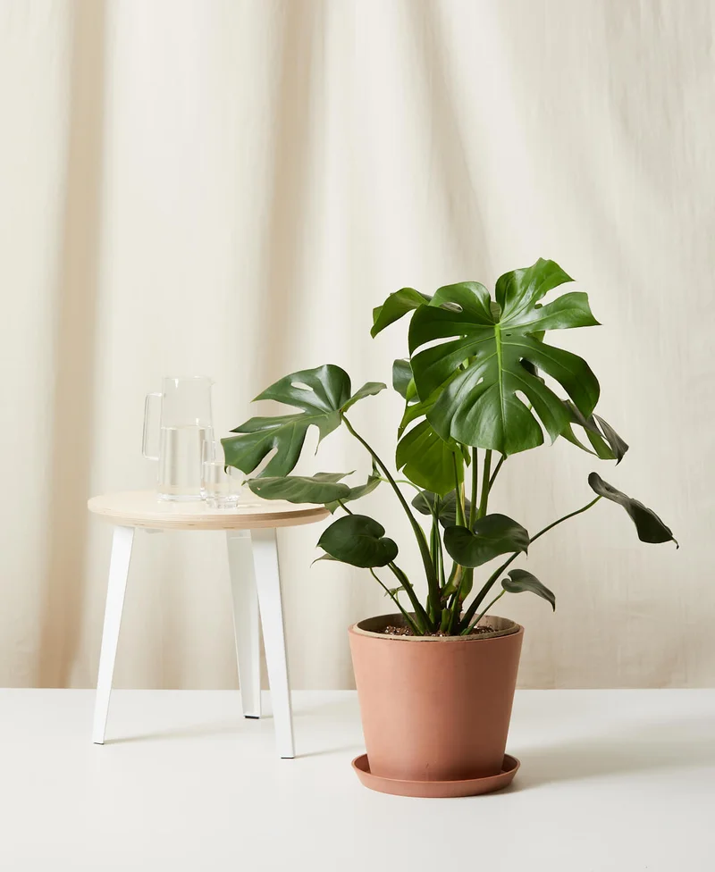 Image of Monstera Deliciosa