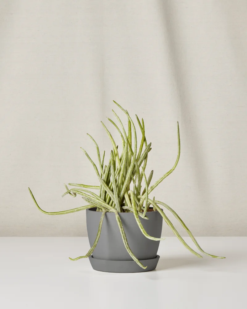 Image of Pickle Plant