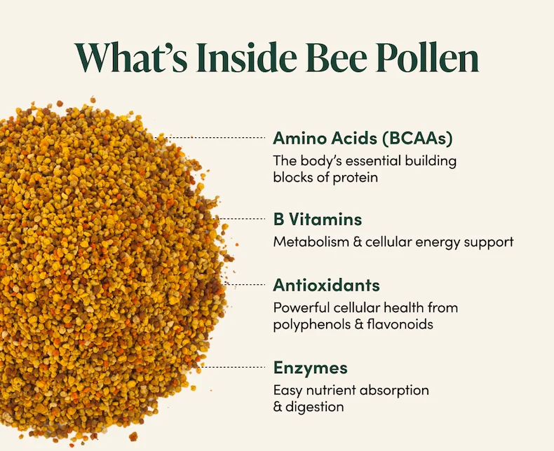 What’s Inside Bee Pollen    Amino Acids (BCAAs)  The body’s essential building blocks of protein   B Vitamins Metabolism & cellular energy support      Antioxidants    Powerful cellular health from polyphenols & flavonoids  Enzymes  Easy nutrient absorption & digestion