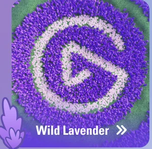WILD LAVENDER