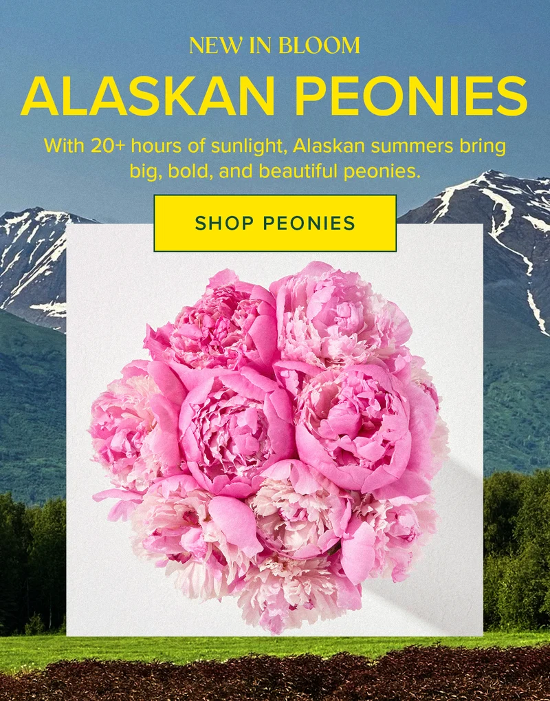 NEW IN BLOOM: ALASKAN PEONIES! With 20+ hours of sunlight, Alaskan summers bring  big, bold, and beautiful peonies. SHOP PEONIES