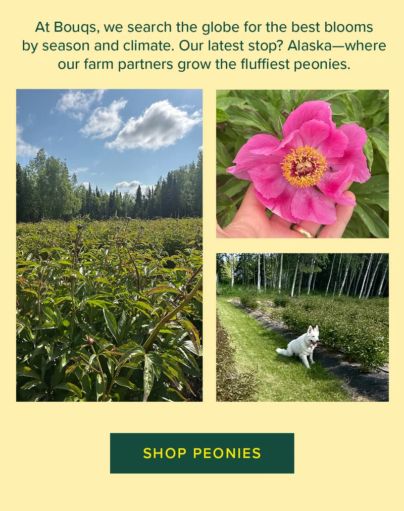 At Bouqs, we search the globe for the best blooms by season and climate. Our latest stop? Alaska—where our farm partners grow the fluffiest peonies. SHOP PEONIES