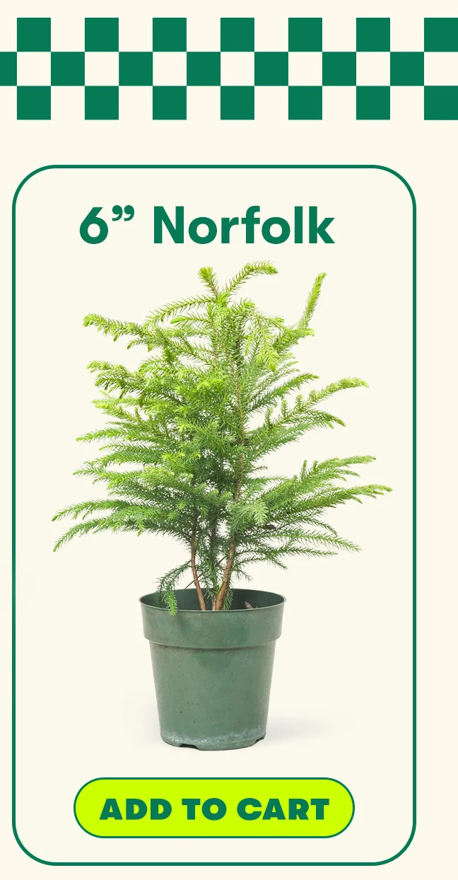 6" Norfolk Add To Cart