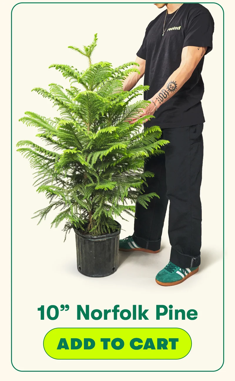 10" NORFOLK PINE ADD TO CART