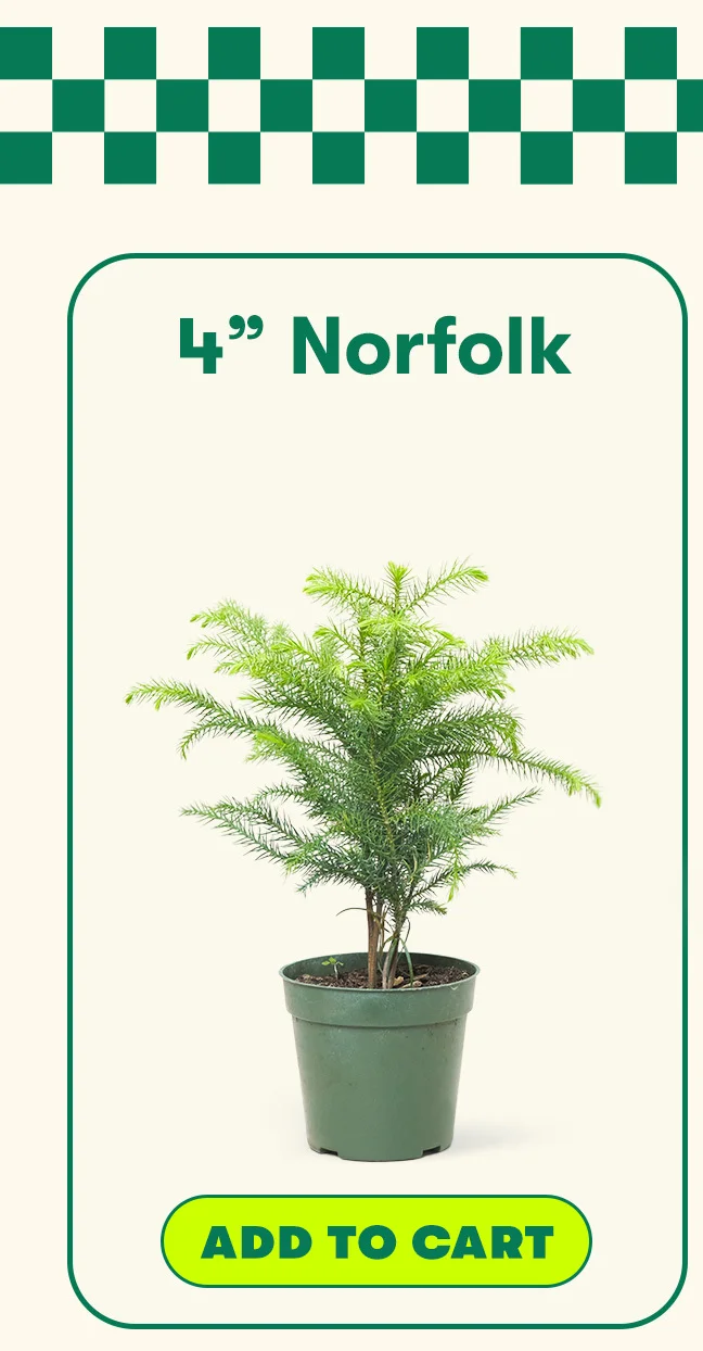 4" Norfolk Add To Cart