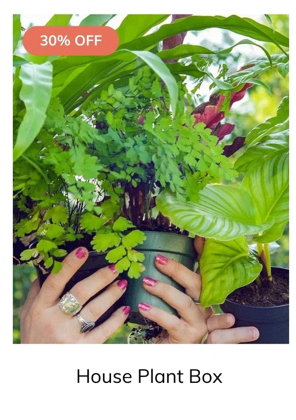 HOUSE PLANT BOX 2026 by My Garden Box