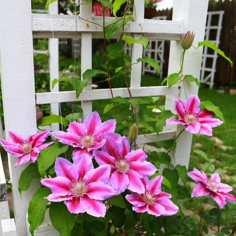 Image of Dr. Ruppel Clematis