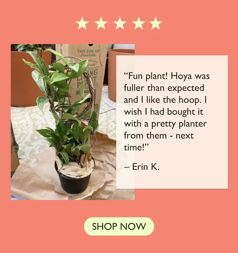 Customer Review: “Fun plant! Hoya was fuller than expected and I like the hoop. I wish I had bought it with a pretty planter from them - next time!”