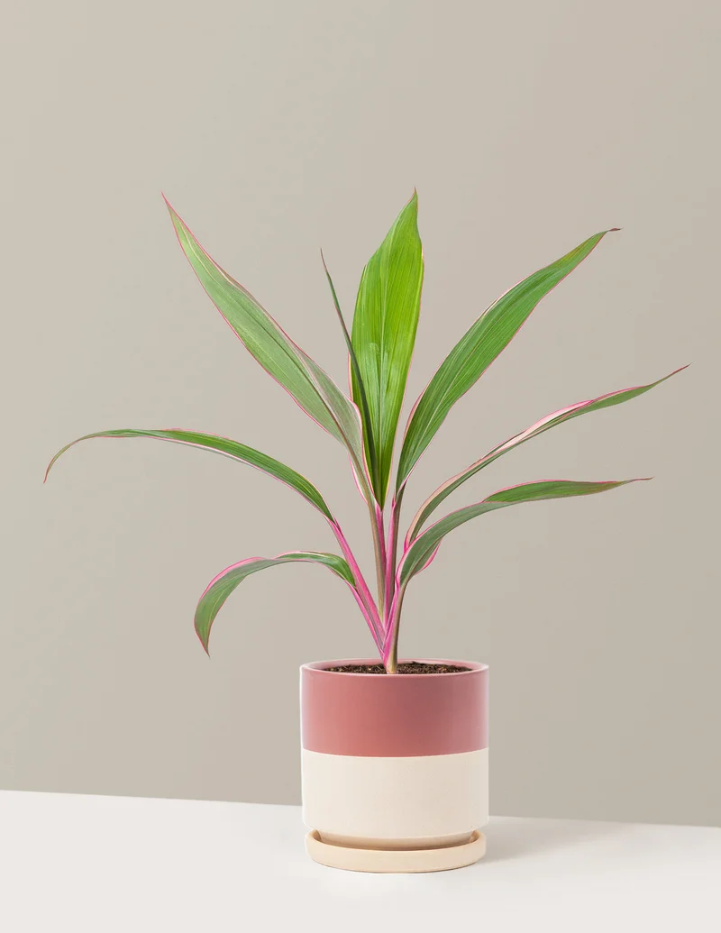 Image of Cordyline Pink Diamond