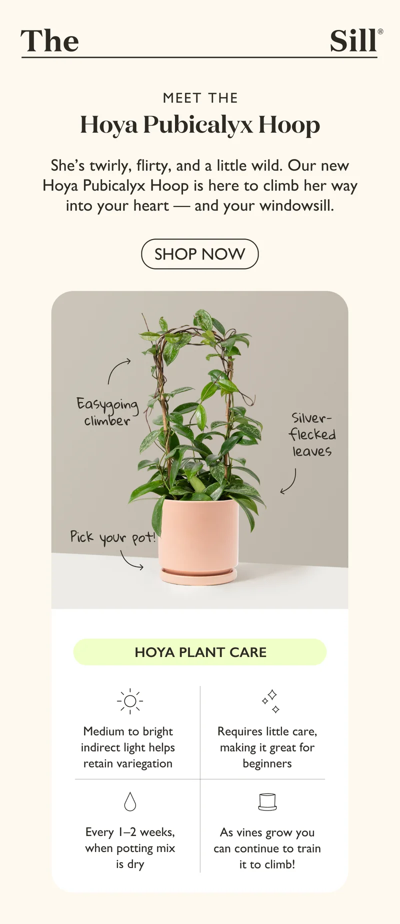 Meet the Hoya Pubicalyx Hoop! She’s twirly, flirty, and a little wild. Our new Hoya Pubicalyx Hoop is here to climb her way into your heart — and your windowsill.