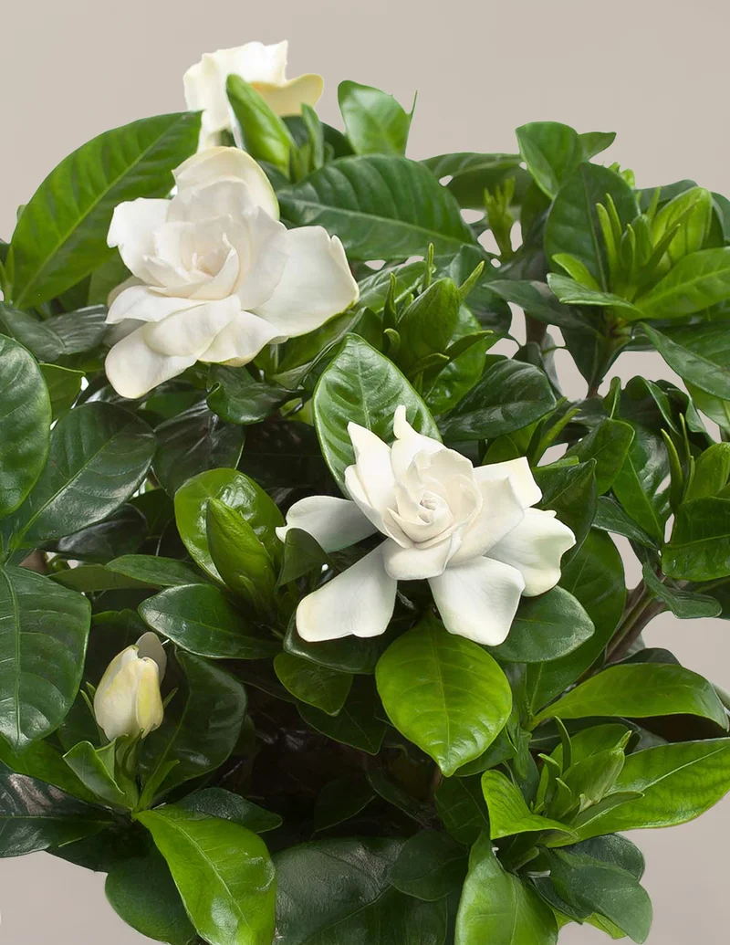 Image of Gardenia Bush