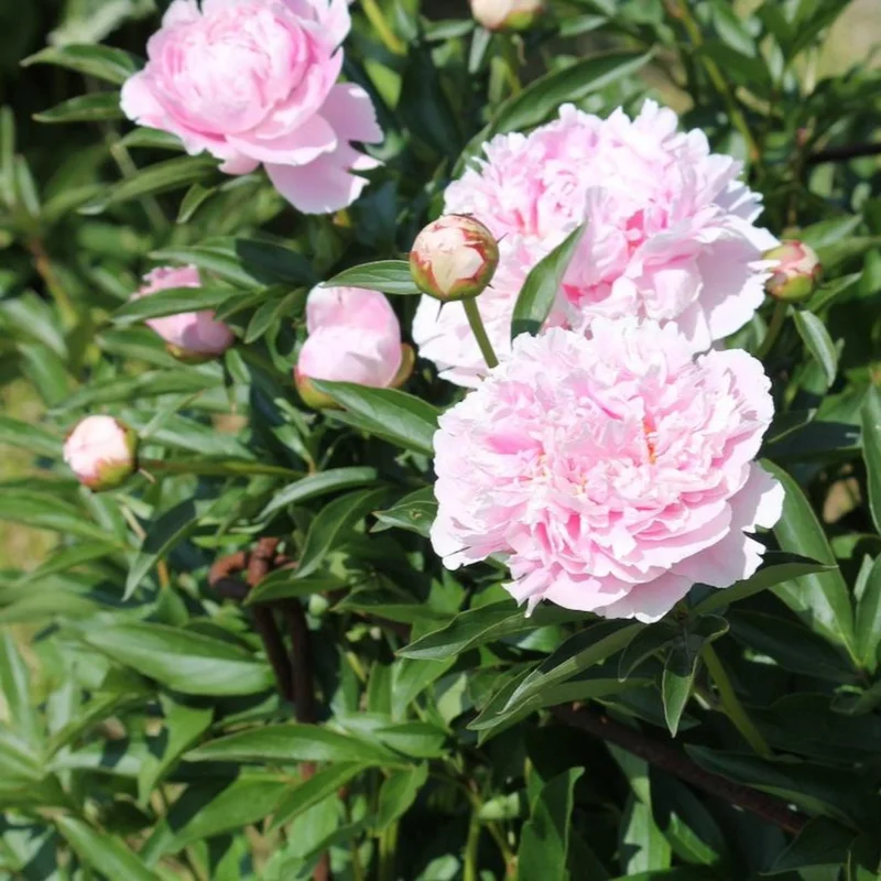 Image of Sarah Bernhardt Peony