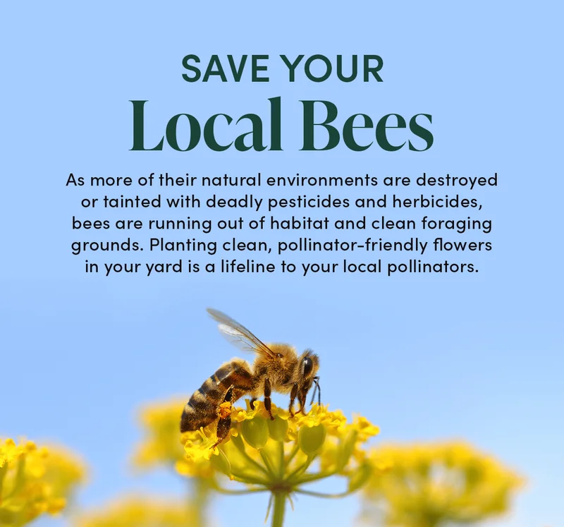 Save Your Local Bees       As more of their natural environments are destroyed or tainted with deadly pesticides and herbicides, bees are running out of habitat + clean foraging grounds. Planting clean, pollinator-friendly flowers in your yard is a lifeline to your local pollinators.