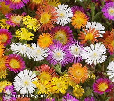 Roberta's WOW Series Ice Plants Tile Live Plants