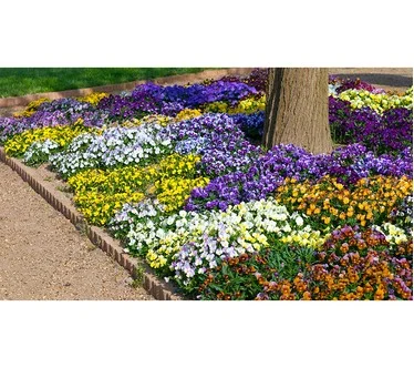 Roberta's 3-Piece Hardy Sorbet Viola Live Plants