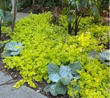 Roberta's 6Pc Yellow Brick Road Creeping Jenny Plants Groundcover