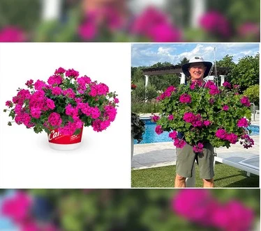Roberta's 4Pc Calliope Cascade Geraniums Live Plants