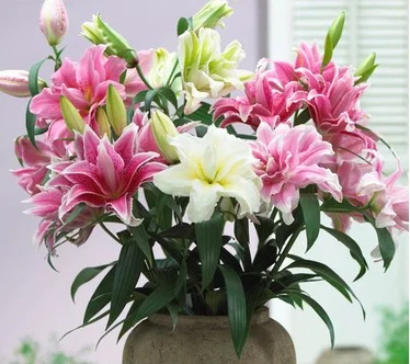 Roberta's 4Pc Roselily Collection Live Bulbs w/ Sample Food