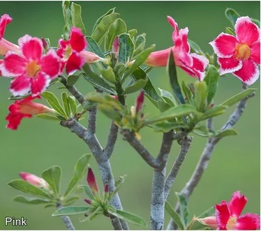 Roberta's 1pc Bi-Colored Desert Rose Live Plant