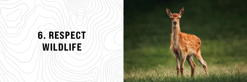 Leave No Trace - Principle 6