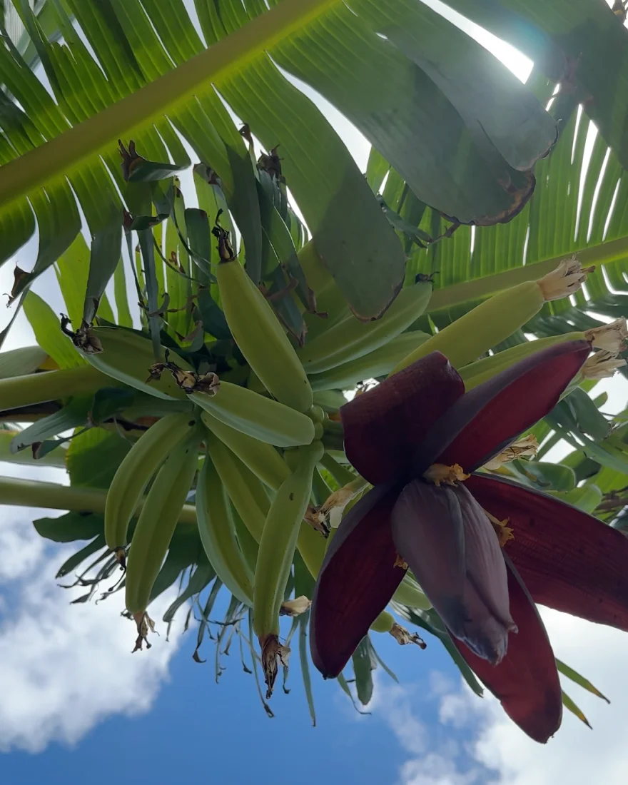 Banana Blossoming