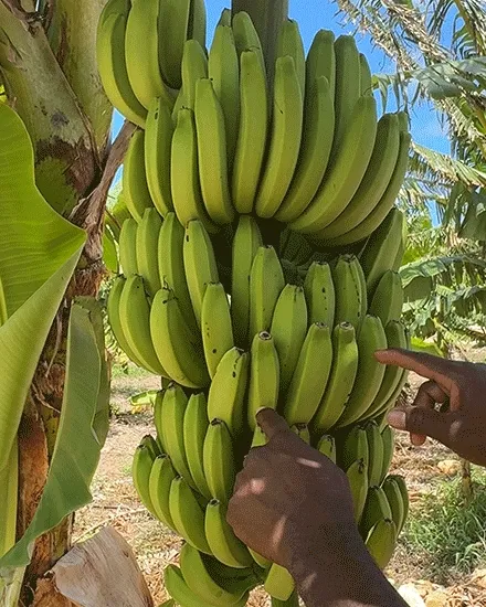 Banana Hands