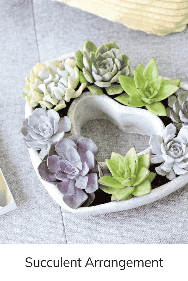 Large 9 inch Succulent Heart Arrangement, Live Succulent Gift Decor Ideas