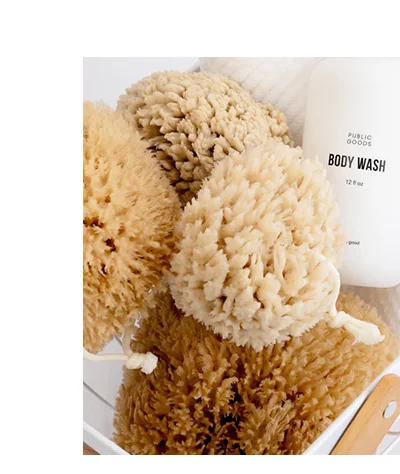 Sea Sponges