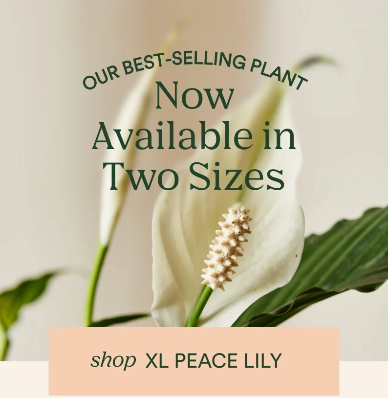 shop xl peace lily